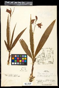 Bletilla striata image