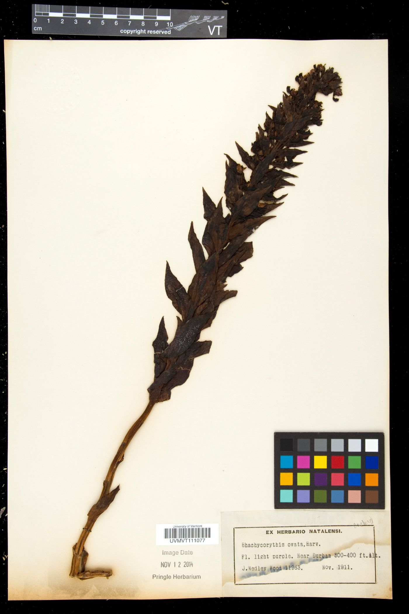 Brachycorythis image