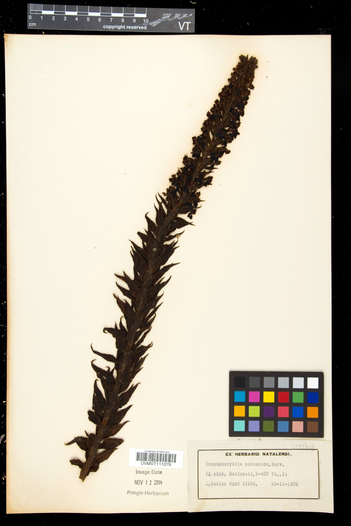 Brachycorythis pubescens image