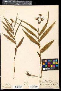 Cephalanthera ensifolia image