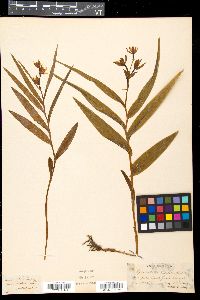 Cephalanthera ensifolia image