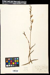Cephalanthera pallens image