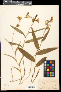 Cephalanthera rubra image