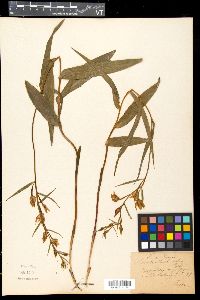 Cephalanthera rubra image