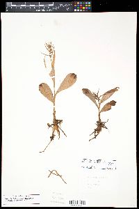 Coeloglossum viride image