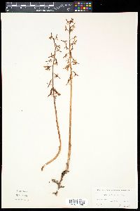 Corallorhiza mertensiana image