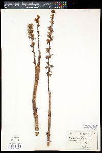 Corallorhiza striata var. vreelandii image