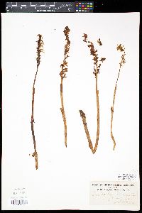 Corallorhiza striata var. vreelandii image