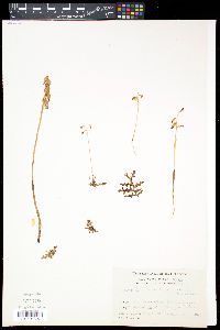 Corallorhiza trifida image