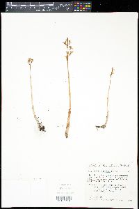 Corallorhiza wisteriana image