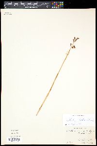 Corallorhiza wisteriana image