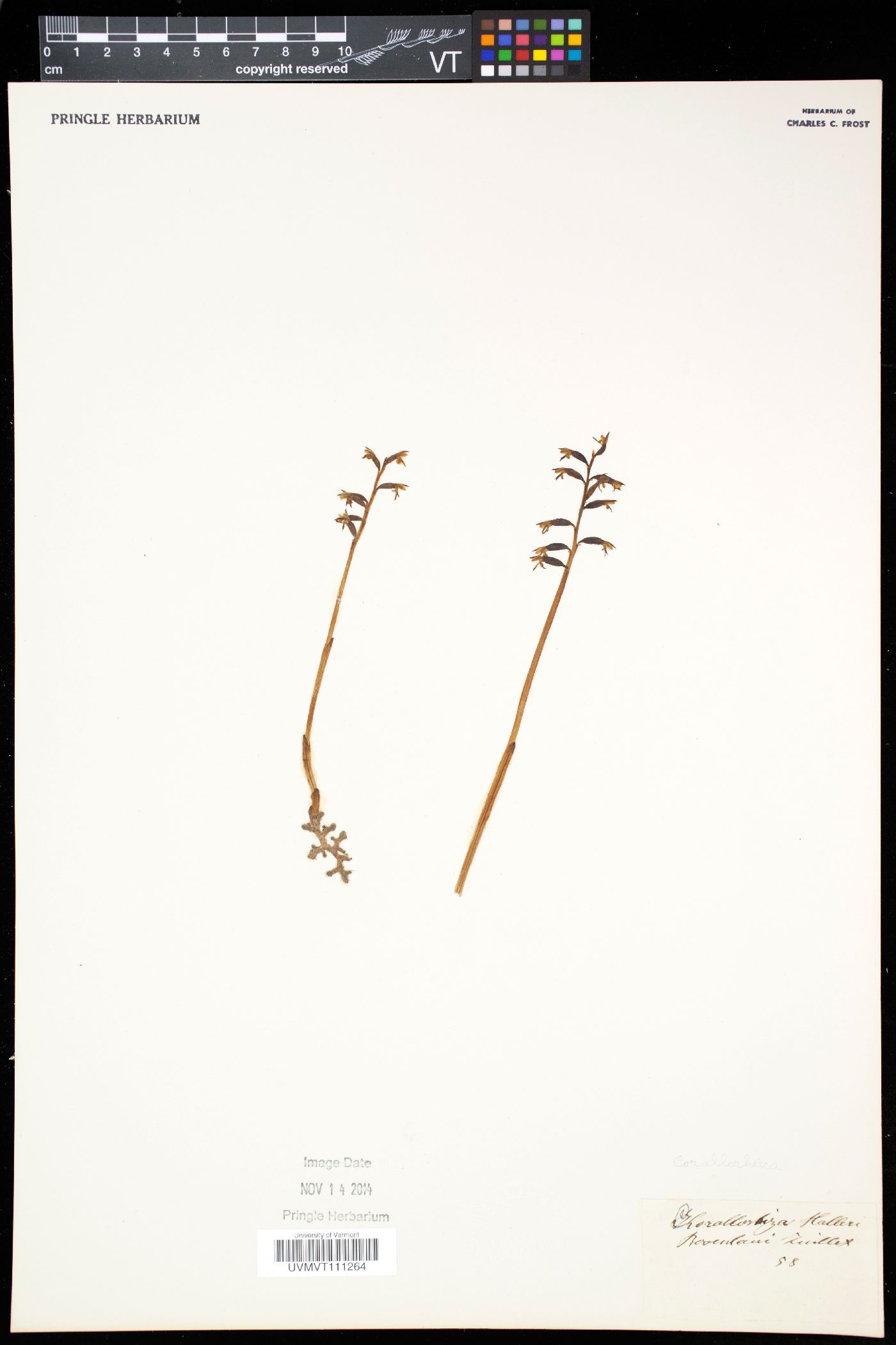 Corallorhiza halleri image