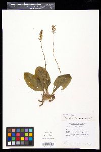 Cranichis muscosa image