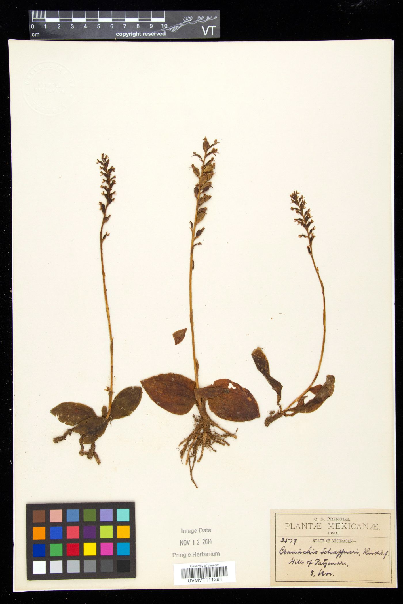 Cranichis schaffneri image
