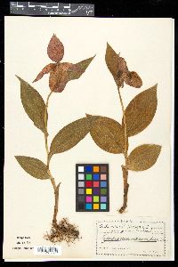 Media resource of Cypripedium micranthum