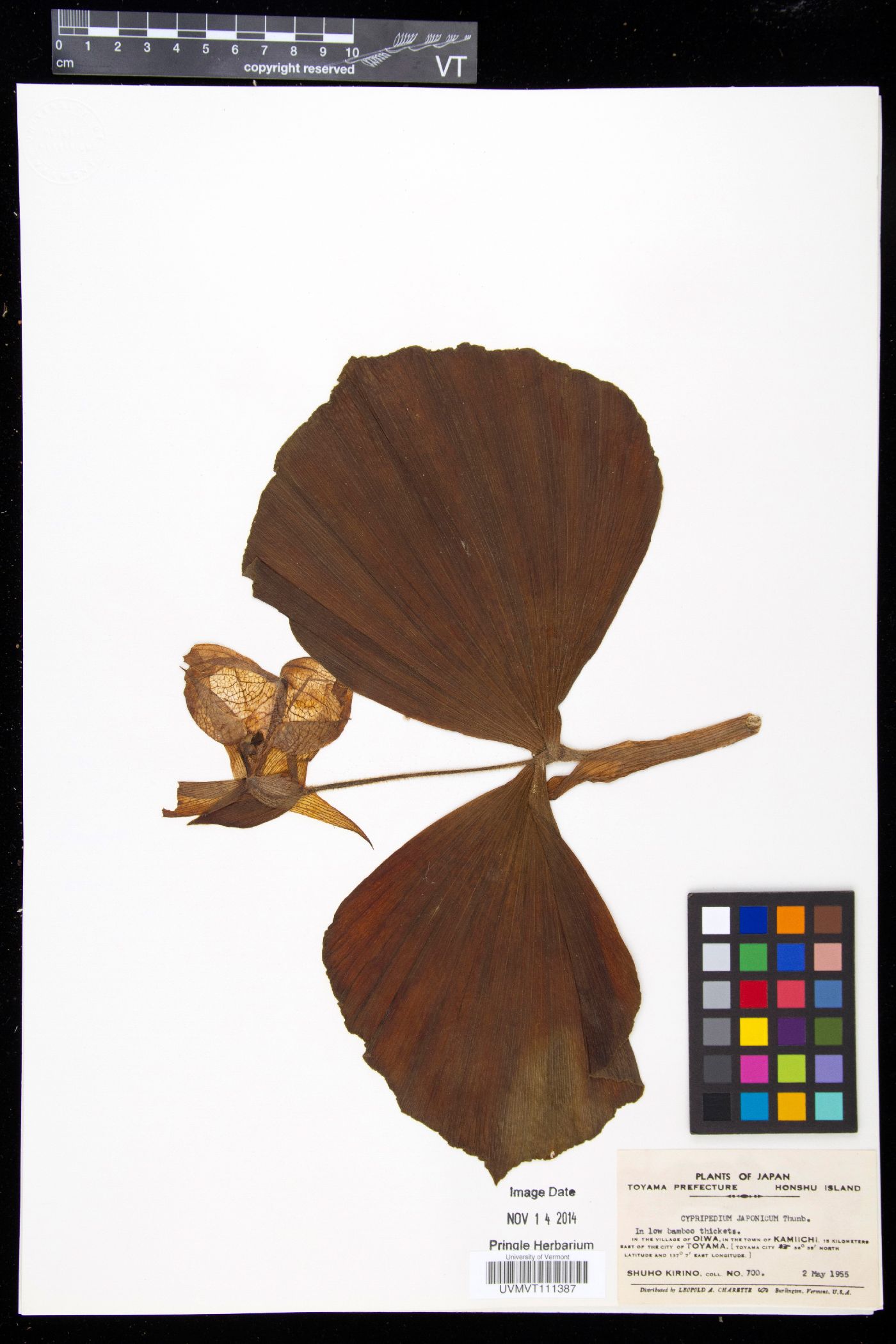 Cypripedium japonicum image