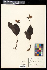 Cypripedium guttatum image