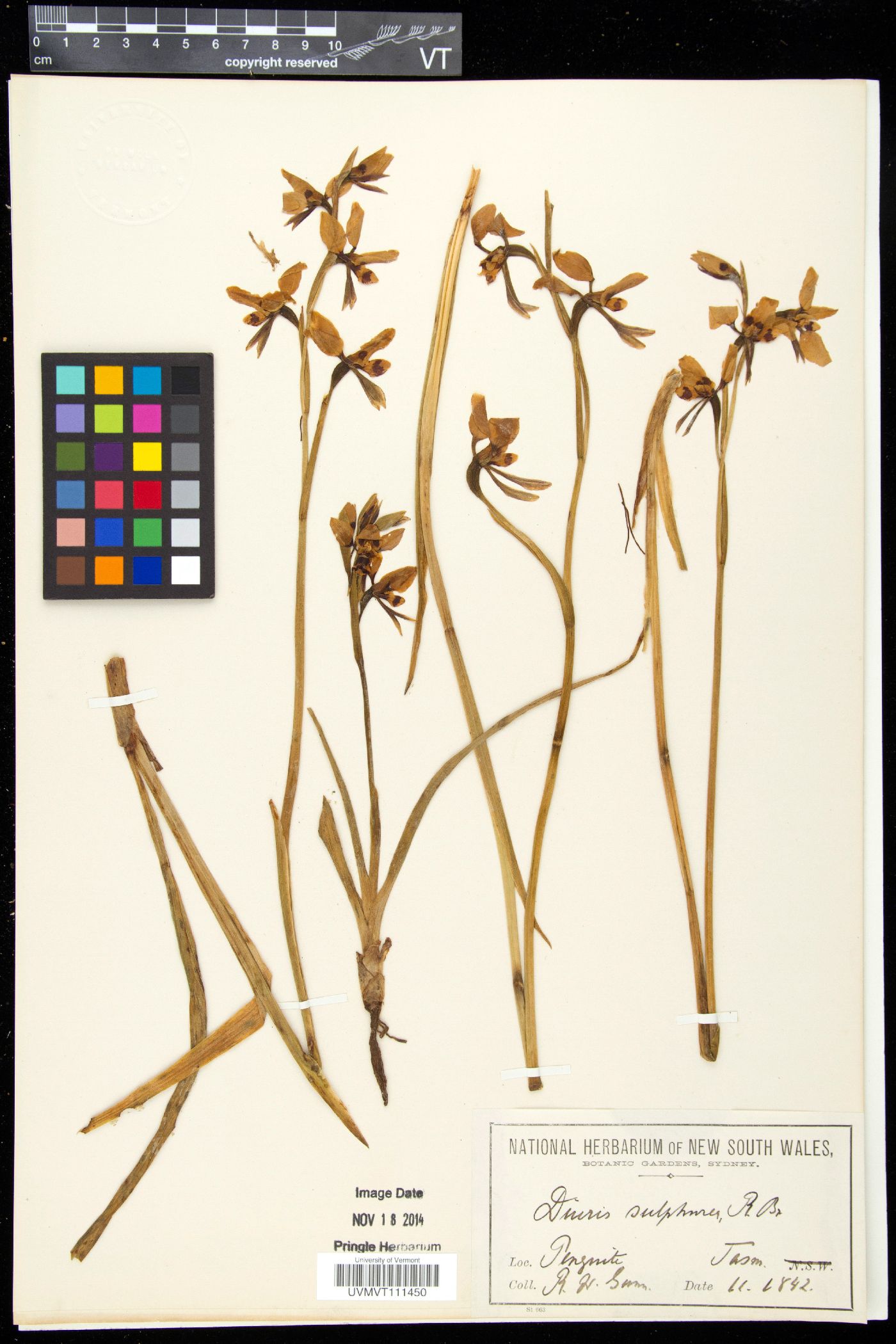 Diuris image