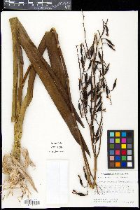 Media resource of Encyclia rufa