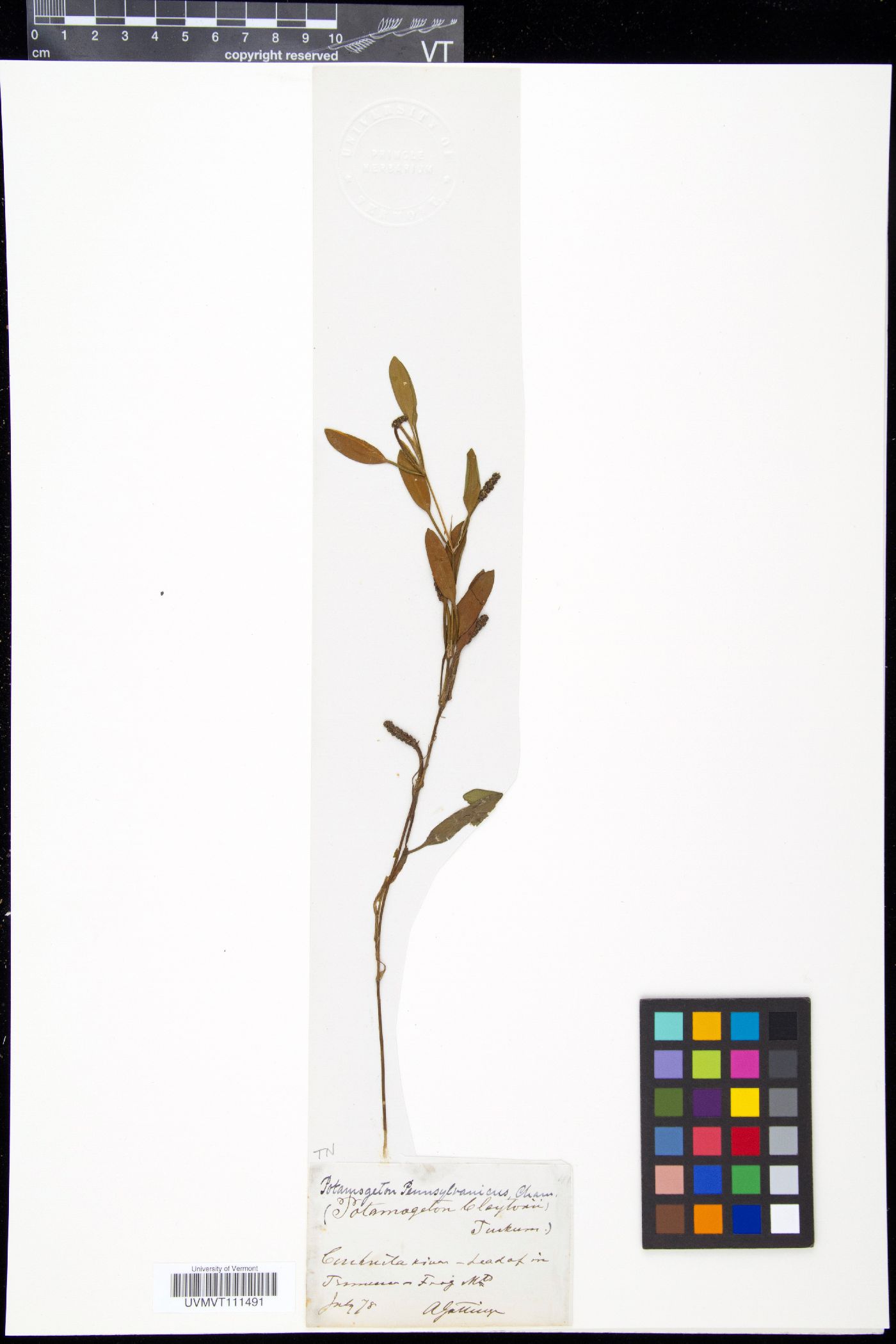 Potamogeton pennsylvanicus image