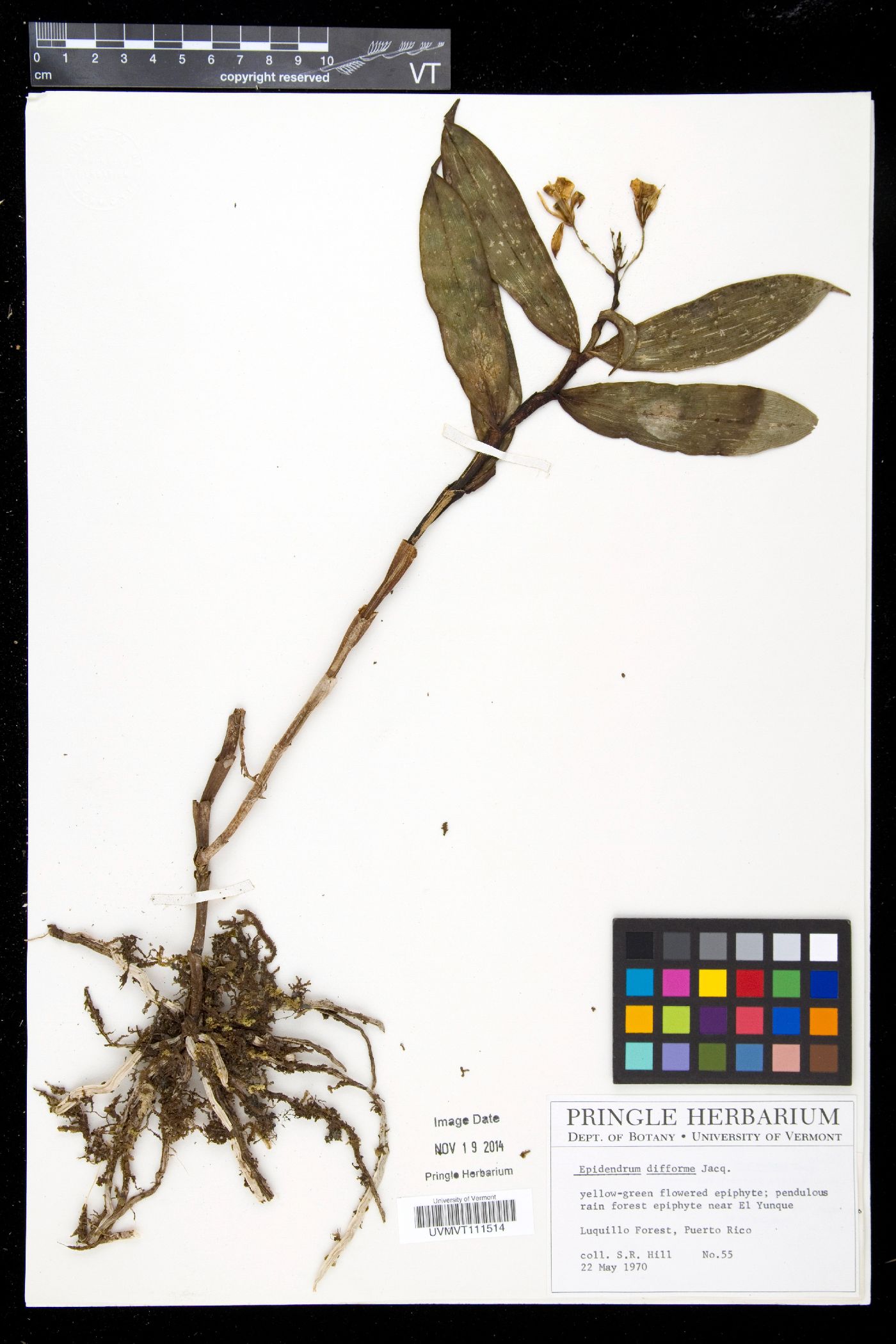 Epidendrum boricuarum image