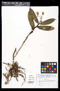 Epidendrum boricuarum image