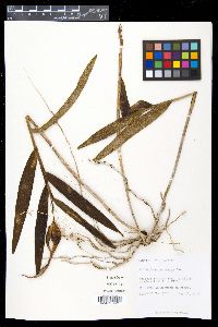 Epidendrum nocturnum image