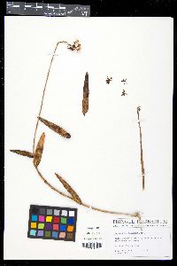 Epidendrum secundum image