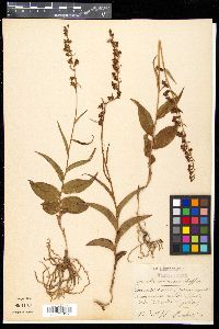 Epipactis atrorubens image