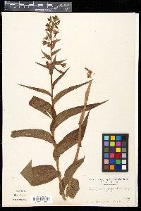 Epipactis gigantea image