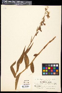 Epipactis palustris image