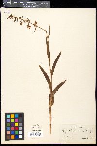 Epipactis palustris image