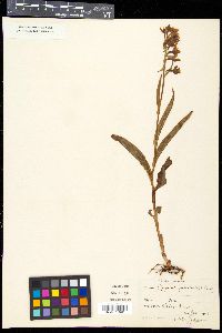 Epipactis palustris image