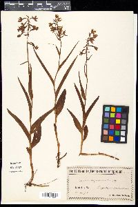Epipactis palustris image