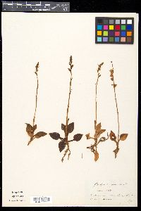 Goodyera repens image