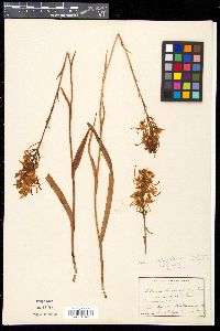 Platanthera blephariglottis image