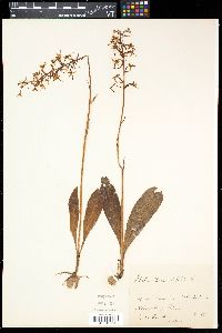 Platanthera bifolia image