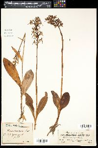 Platanthera bifolia image