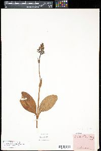 Platanthera chlorantha image