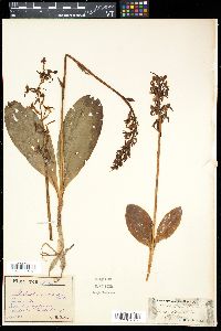 Platanthera chlorantha image