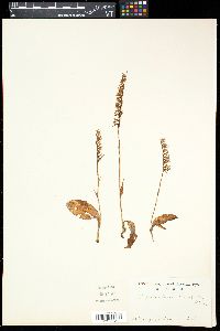 Media resource of Gymnadenia cucullata