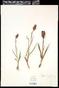 Gymnadenia nigra image