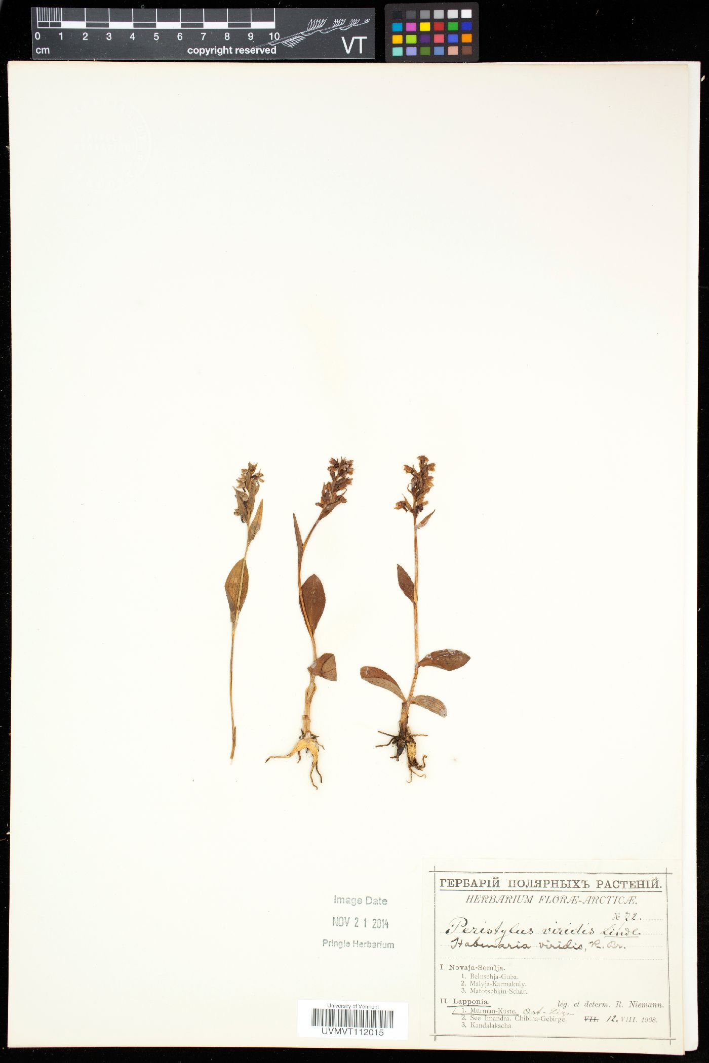 Dactylorhiza viridis image