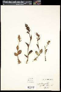 Dactylorhiza viridis image