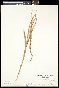 Herminium angustifolium image