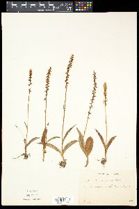 Herminium monorchis image