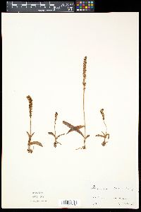 Herminium monorchis image