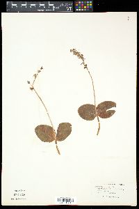 Listera ovata image