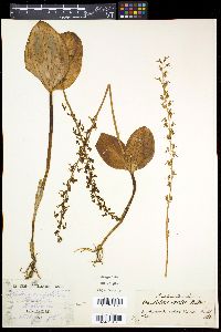 Listera ovata image