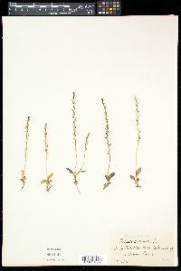 Malaxis paludosa image